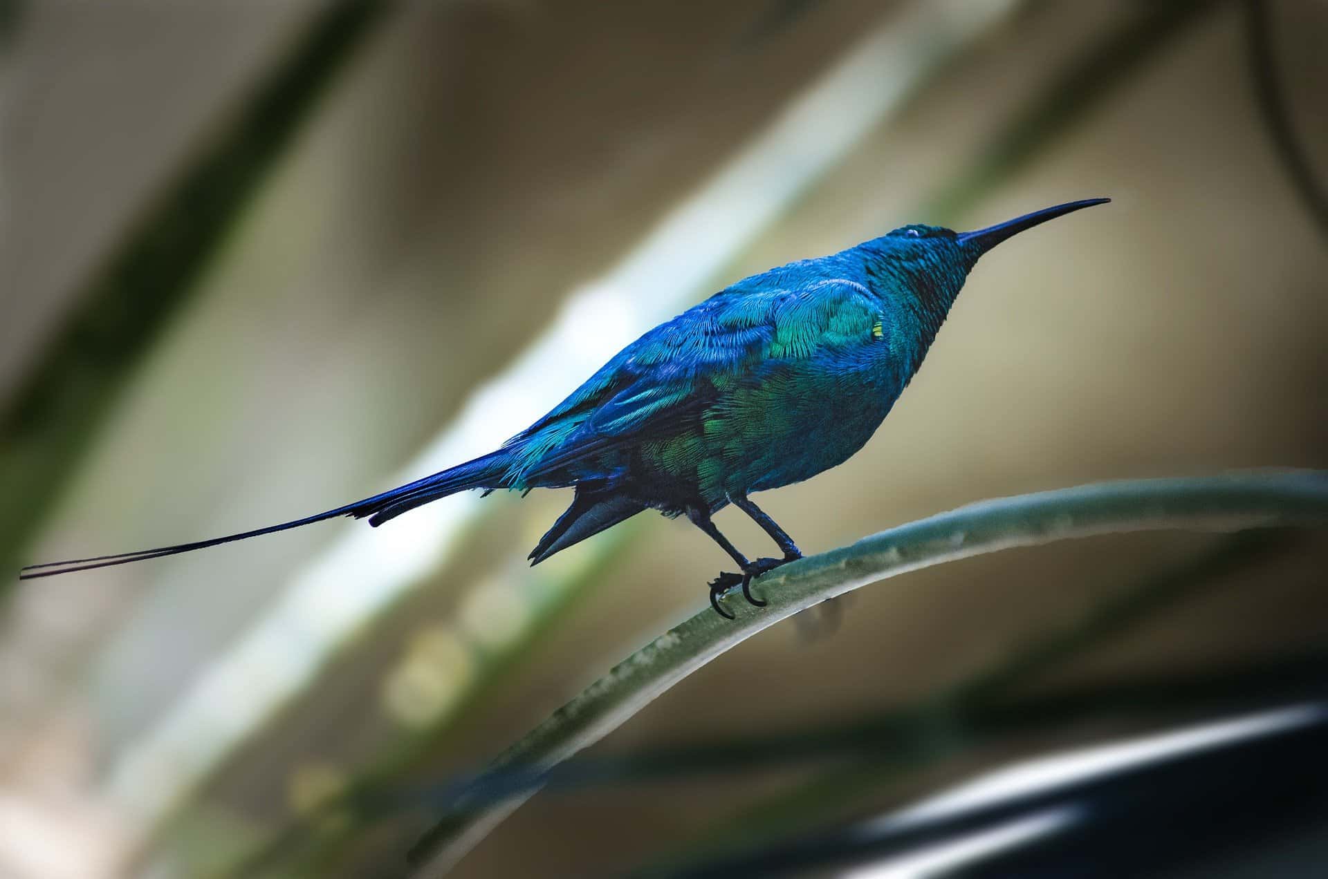 hummingbird photo in hd quality jpg