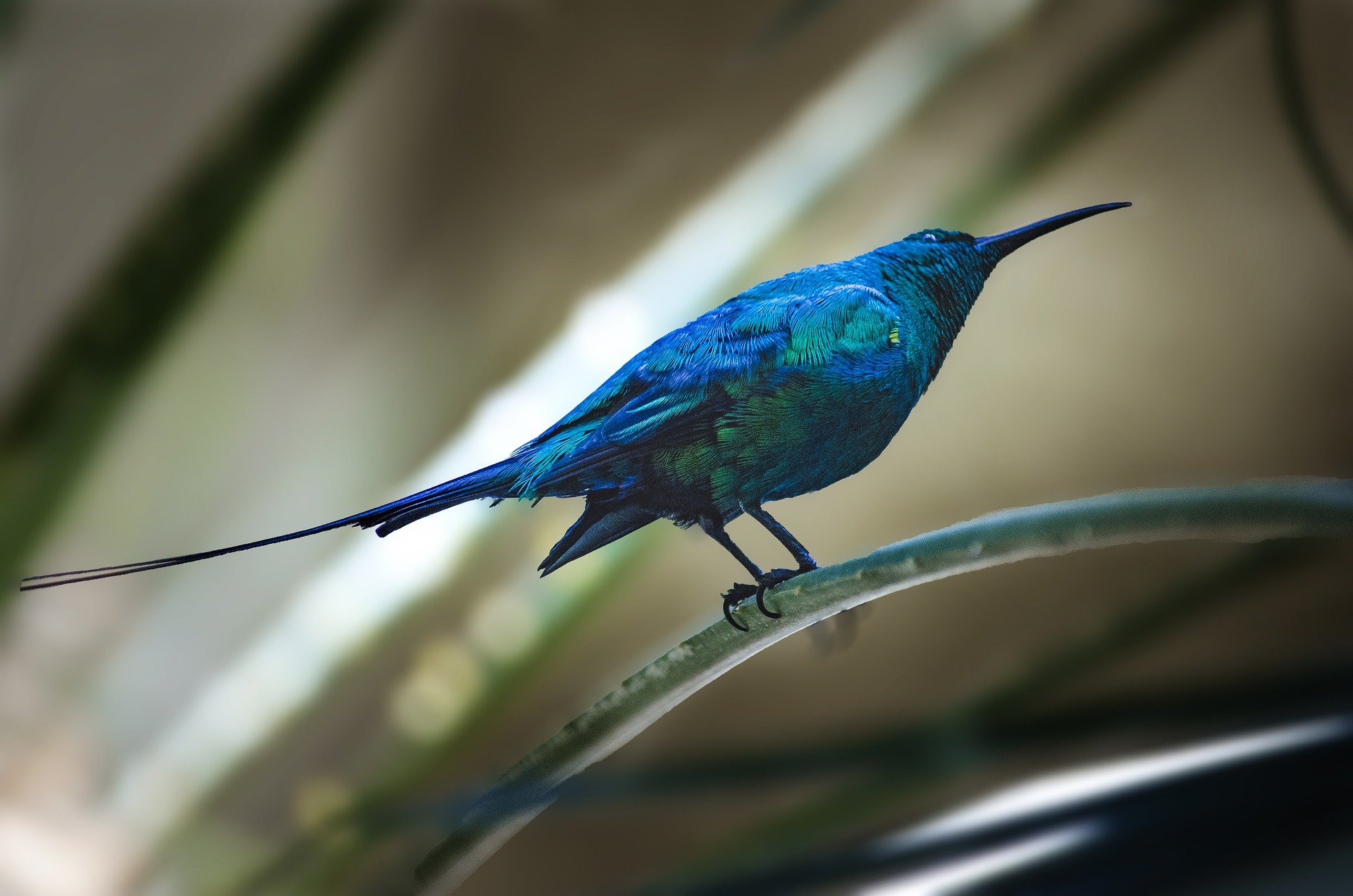 hummingbird photo in hd quality jpg
